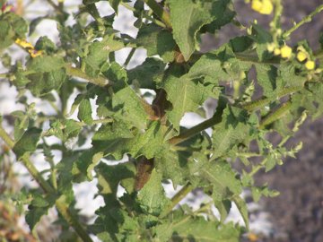 Pianta sul marciapiede - Verbascum cfr.sinuatum